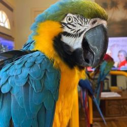 Blue & Gold Macaw named Loganberry