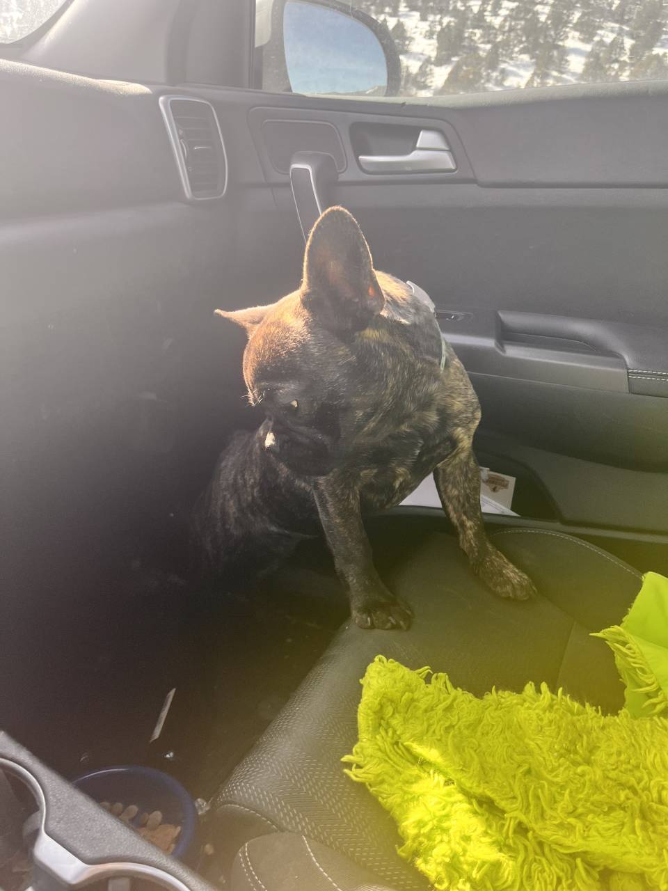 Pet travel photo 6