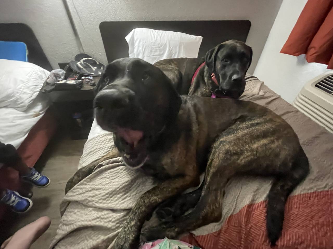 Pet travel photo 5