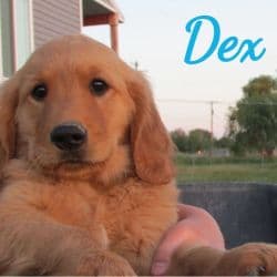 Golden Retriever named Dex