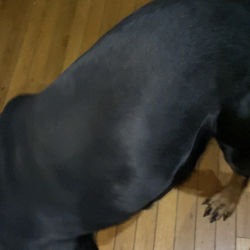 Rottweiler named Onyx