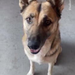 German Shepherd Dog named Sable