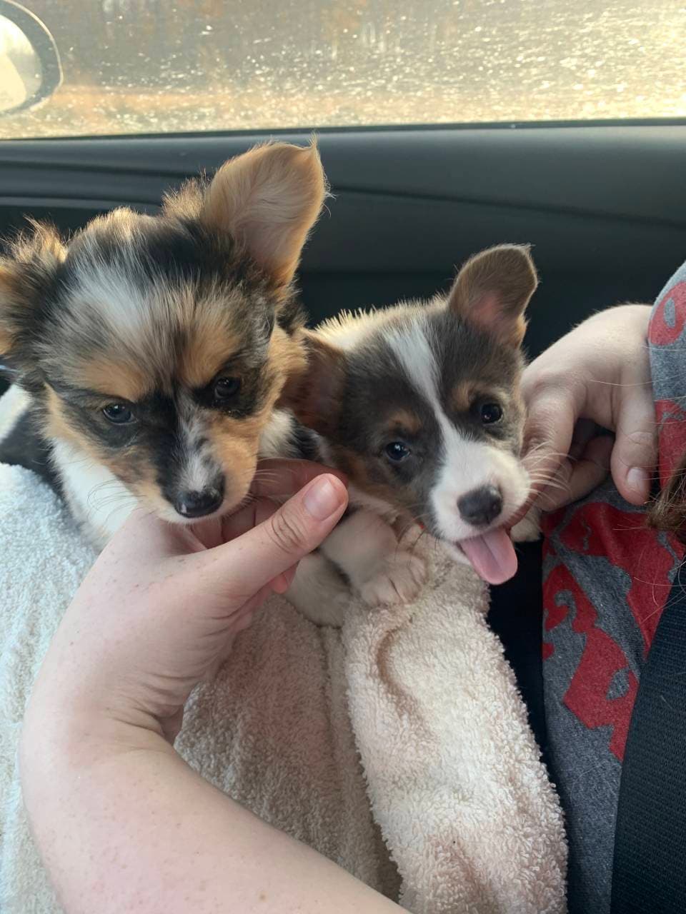 Pet travel photo 6