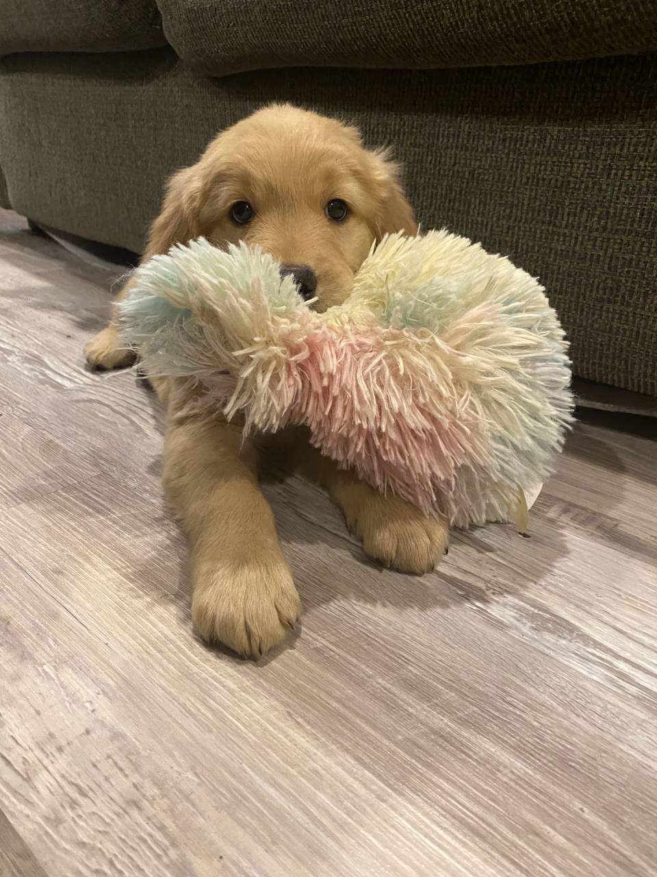 SafePassage Pet Transport 