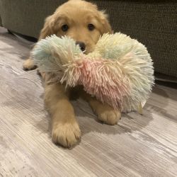 SafePassage Pet Transport 