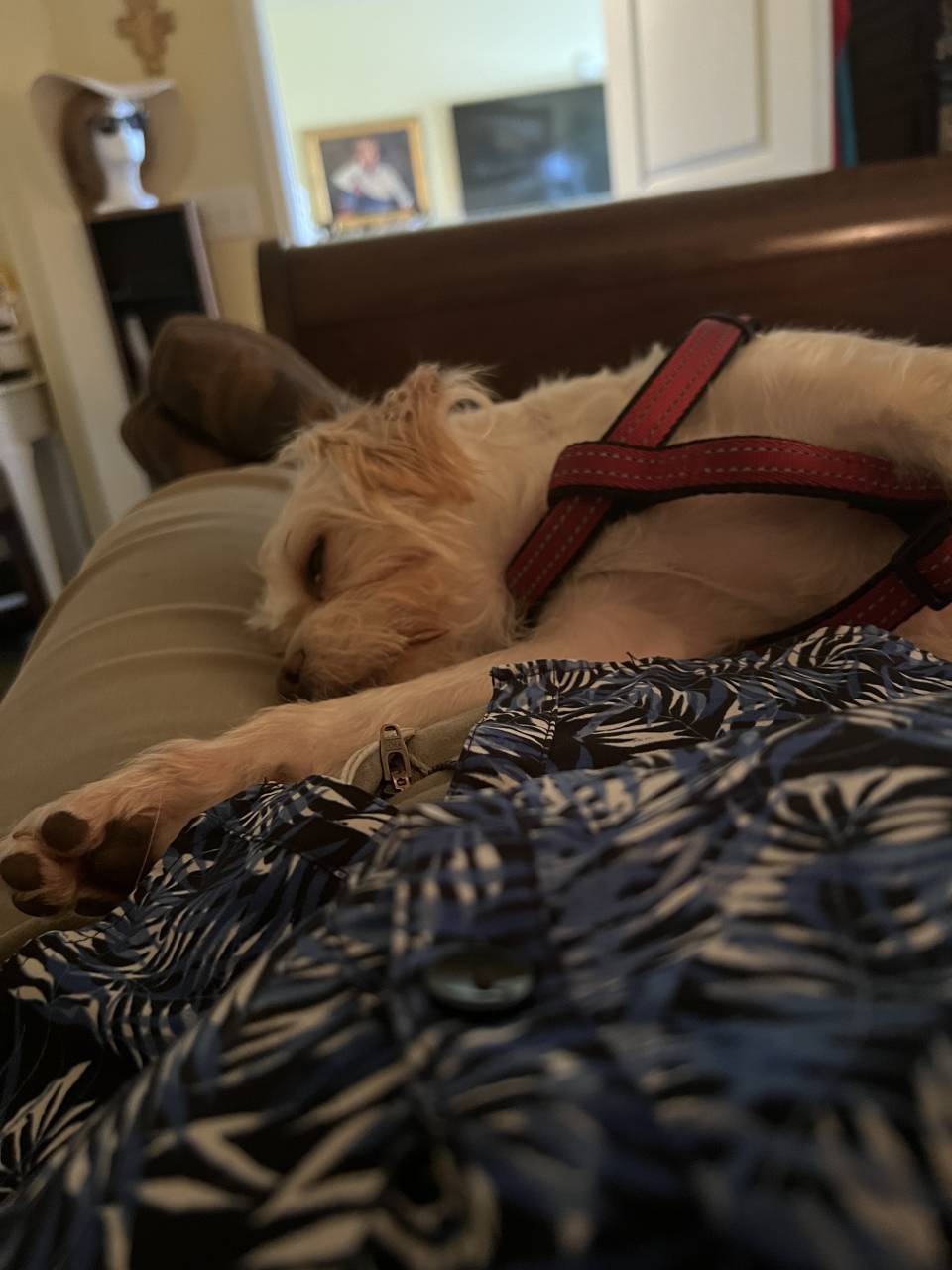Pet travel photo 1