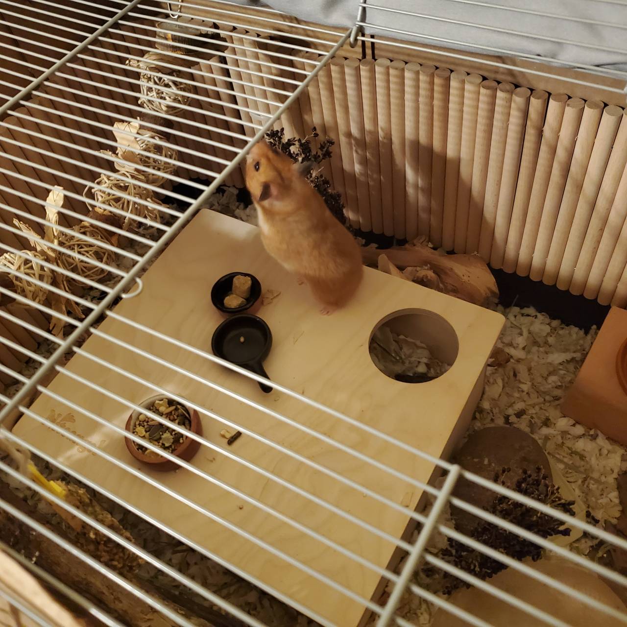 Pet travel photo 2