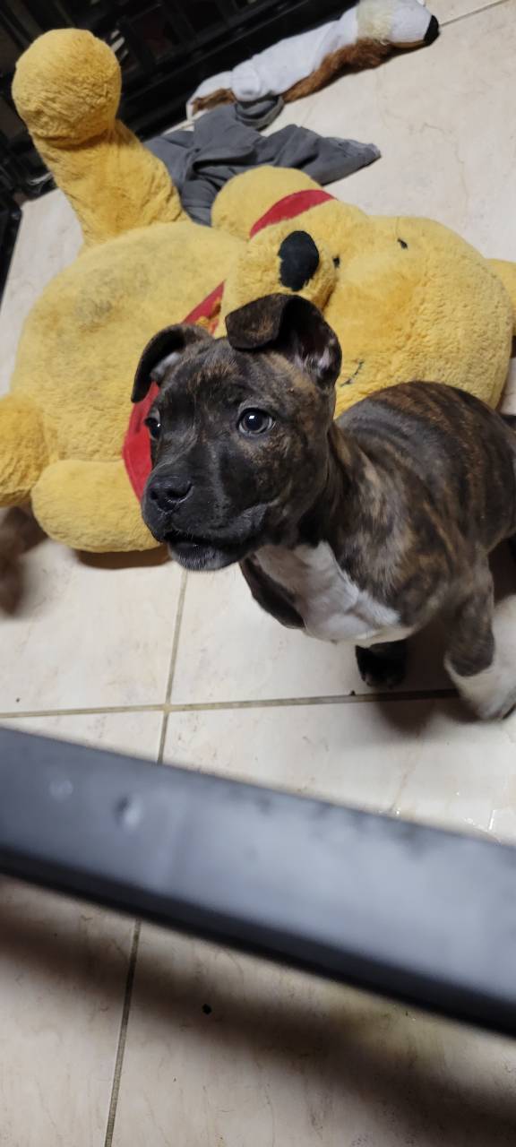 Pet travel photo 6