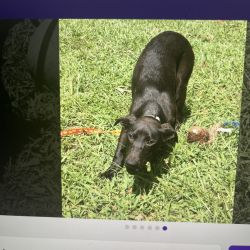 Italian greyhound retriever mix named Eboni