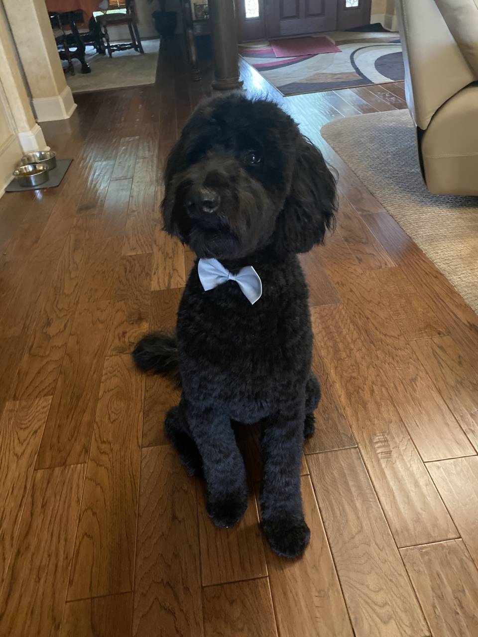 Pet travel photo 2