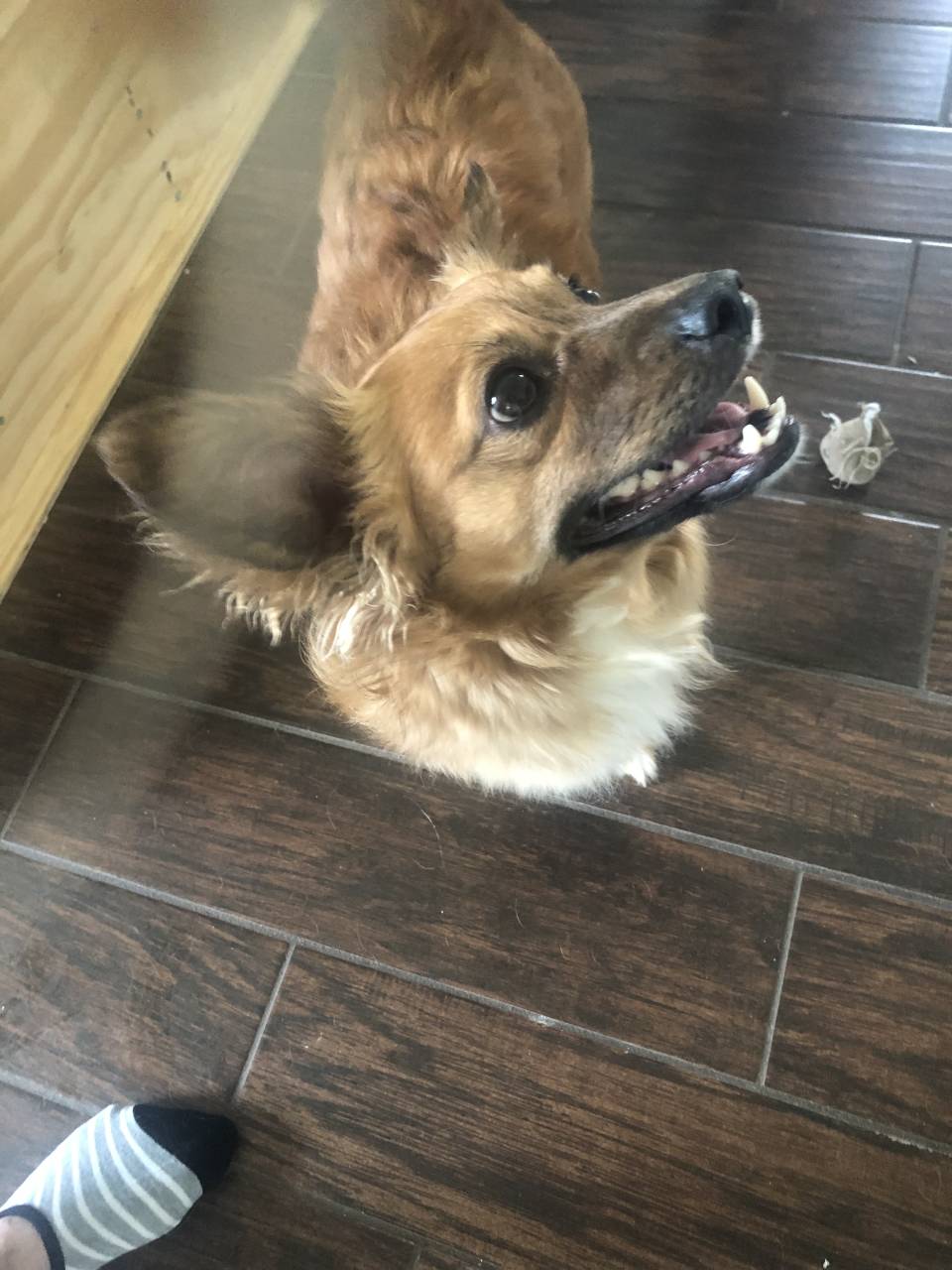 owner with dog 0