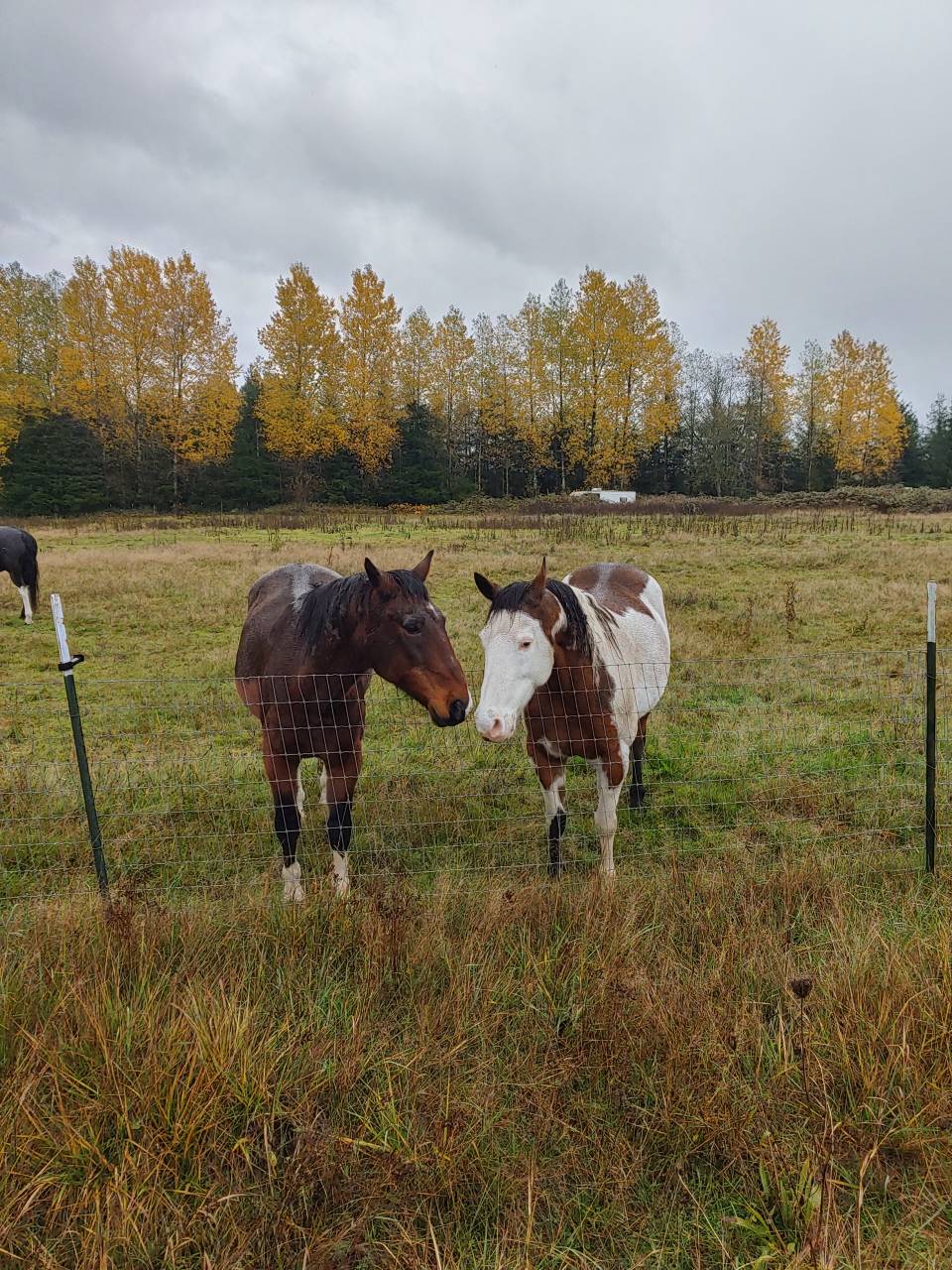Pet travel photo 2