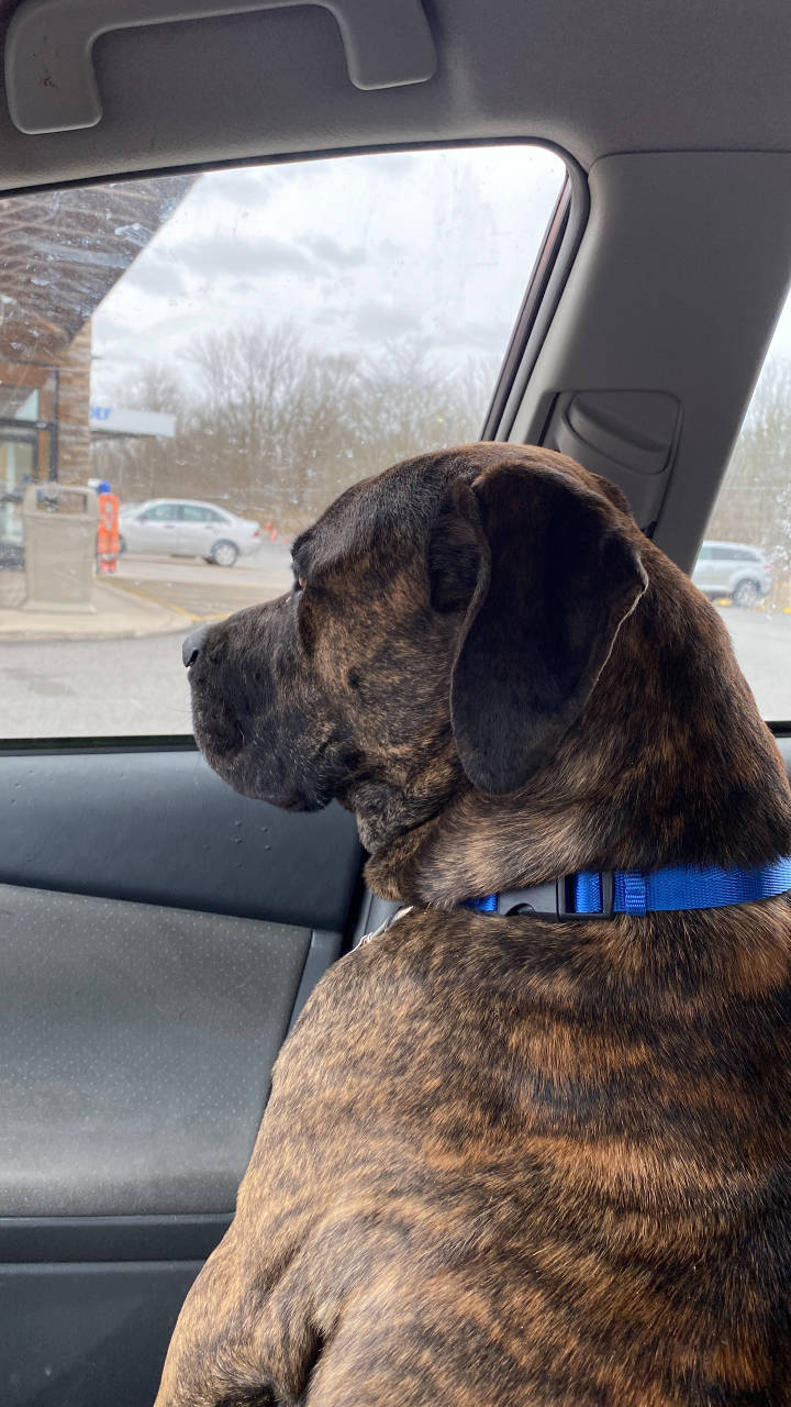 Pet travel photo 2