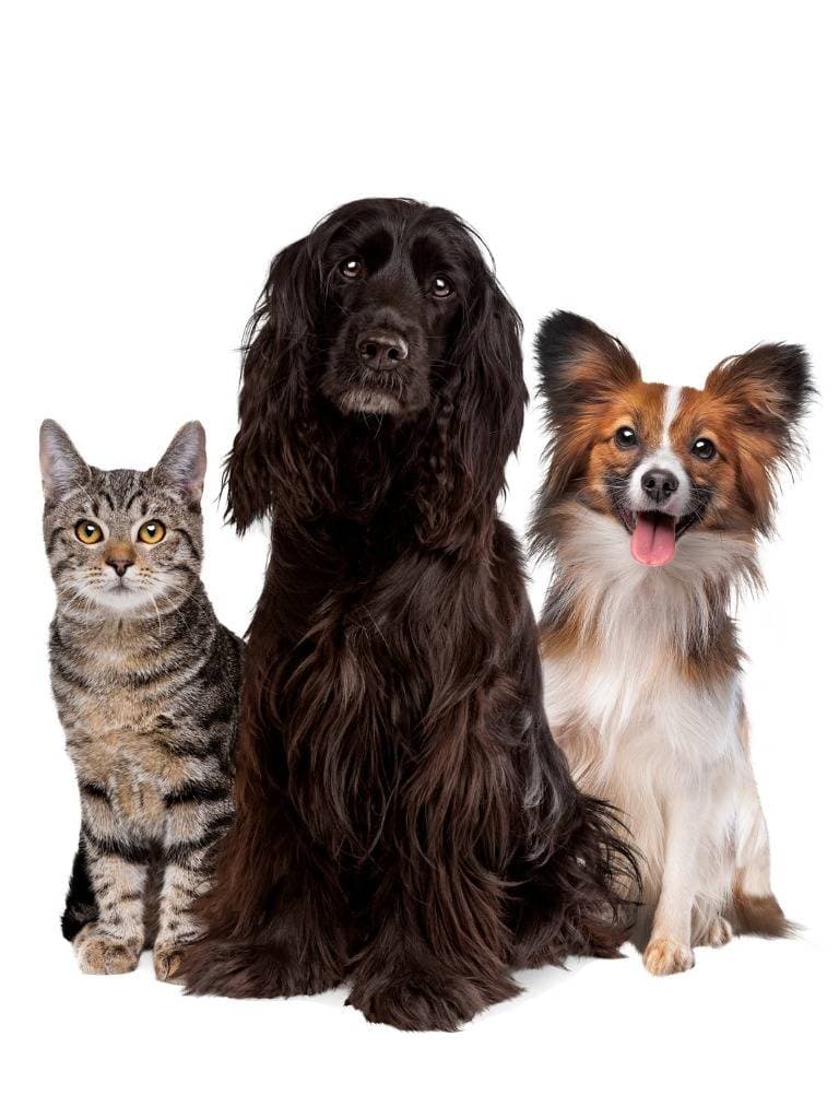 Furry Friends VIP & Flight Nanny