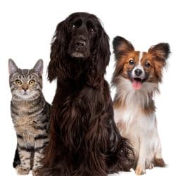 Furry Friends VIP & Flight Nanny