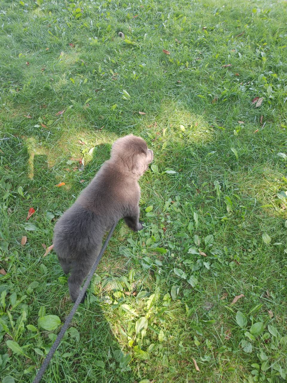 Pet travel photo 2