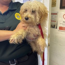 Poodle terrier mix named No Name Yet