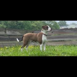 American Staffordshire Terrier named Millie