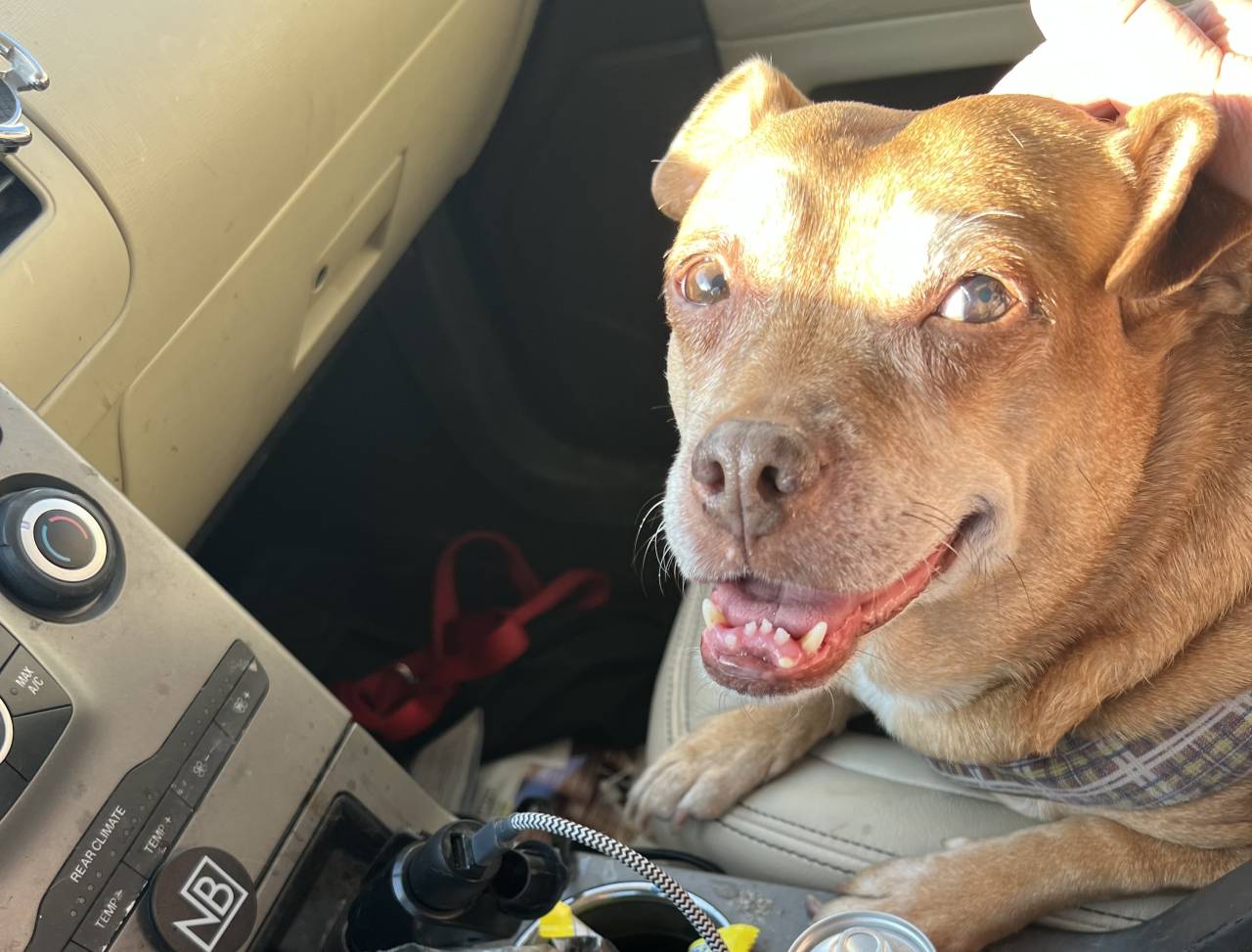 Pet travel photo 4