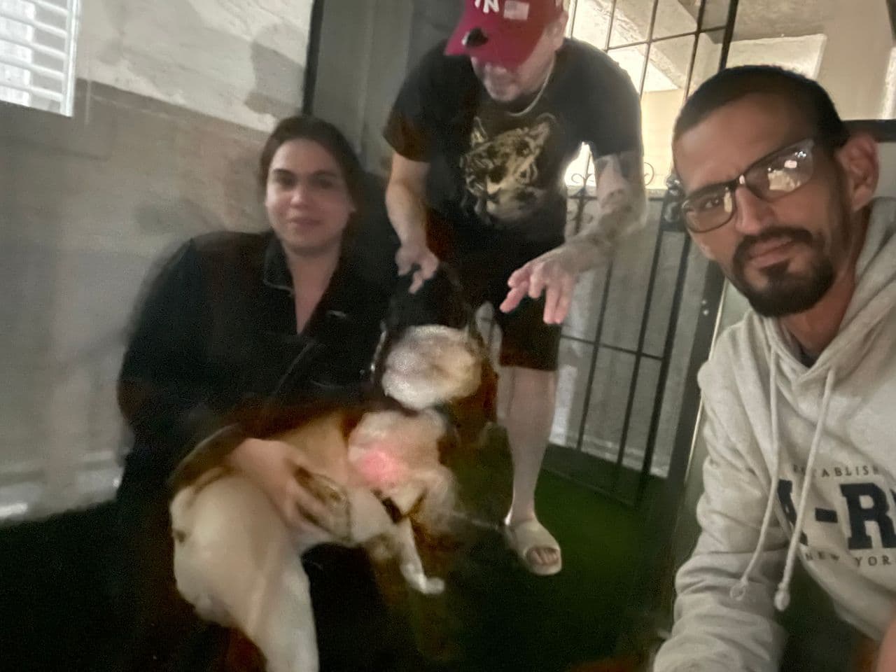 Pet travel photo 1