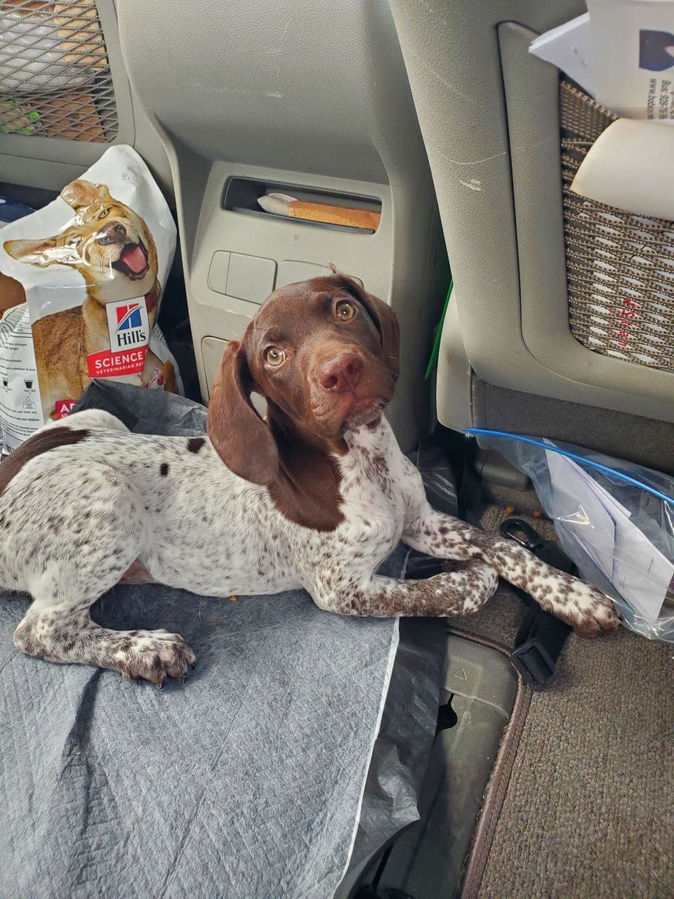 Pet travel photo 1