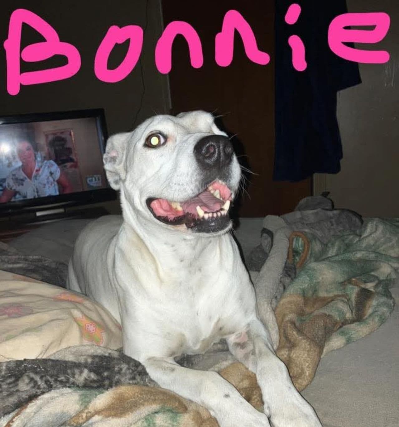 Pet travel photo 3