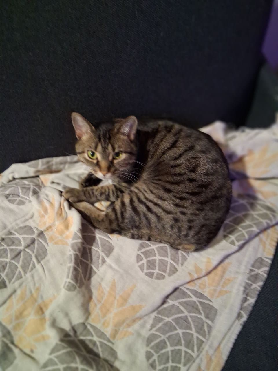 Pet travel photo 3