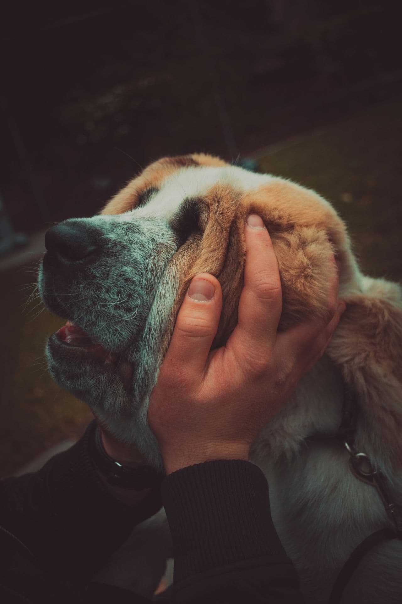 Pet travel photo 5