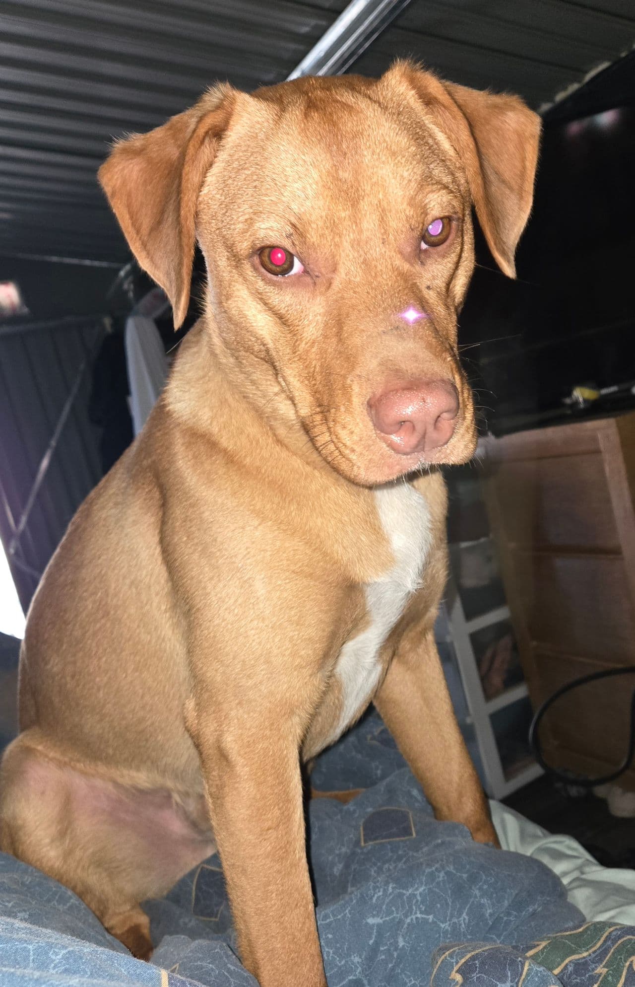 Pet travel photo 3