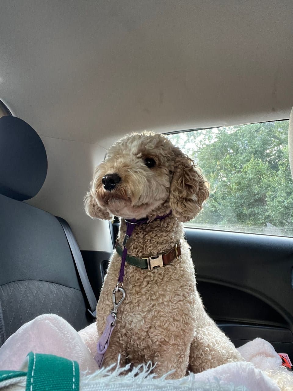 Pet travel photo 5