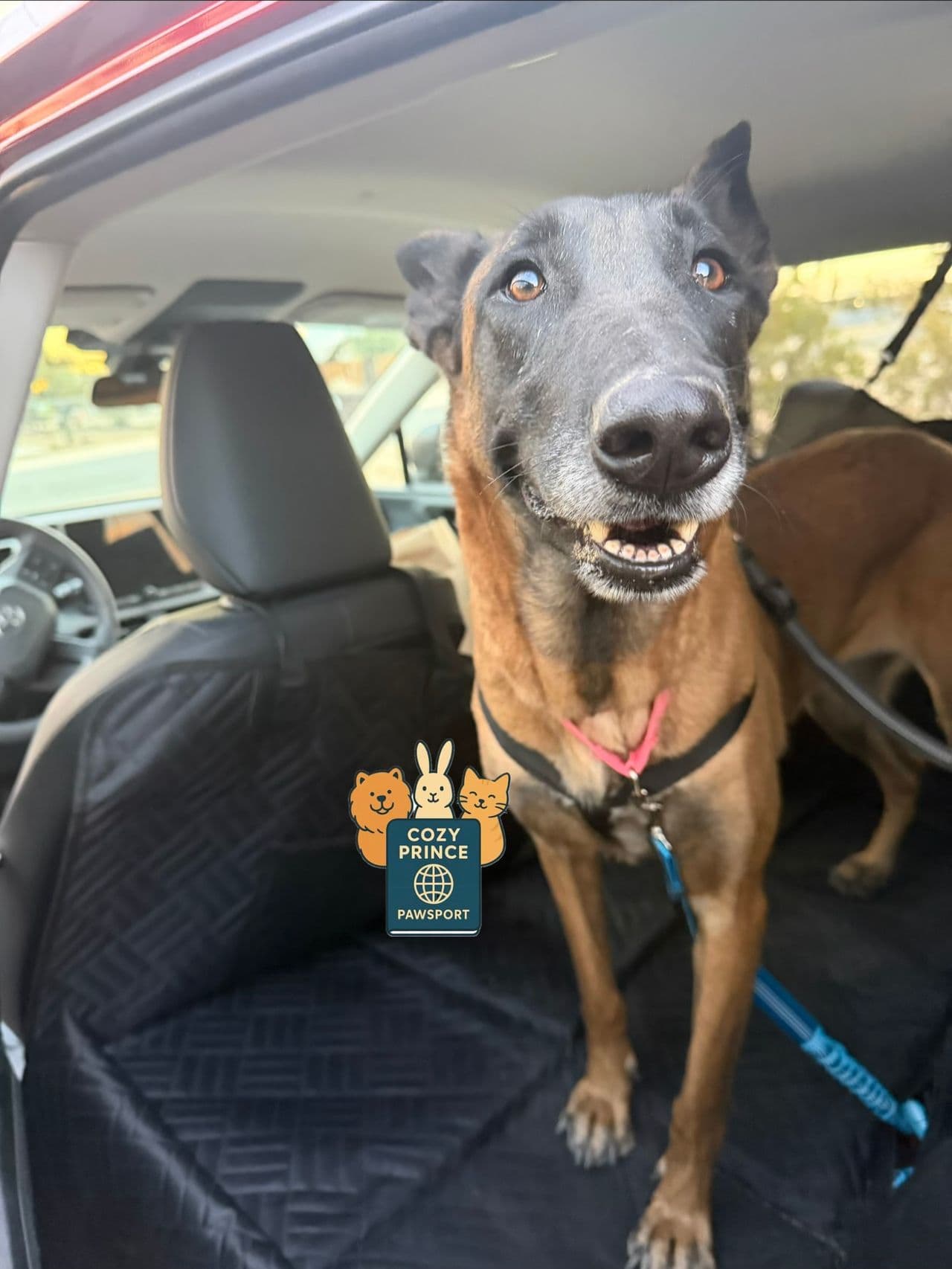 Pet travel photo 3