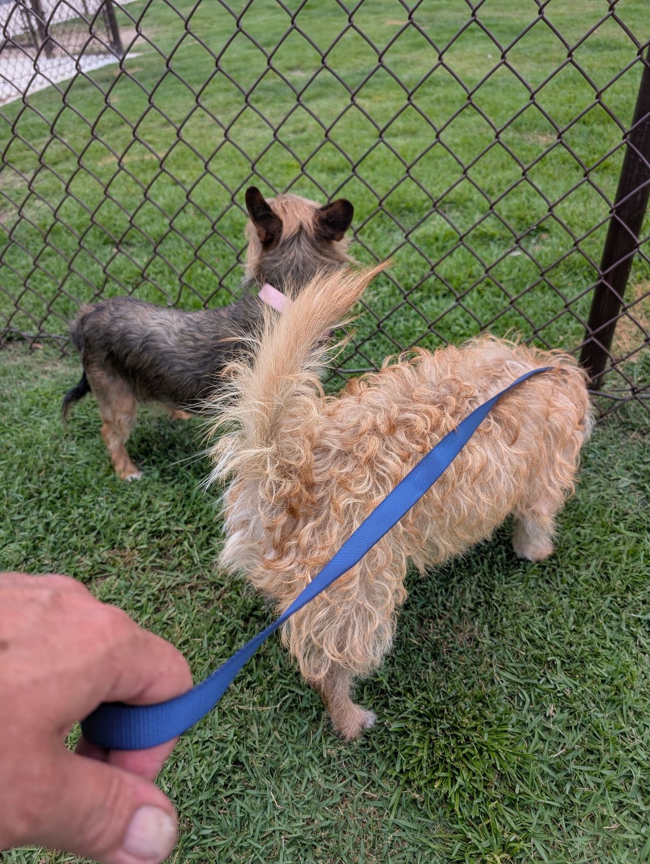 Pet travel photo 1