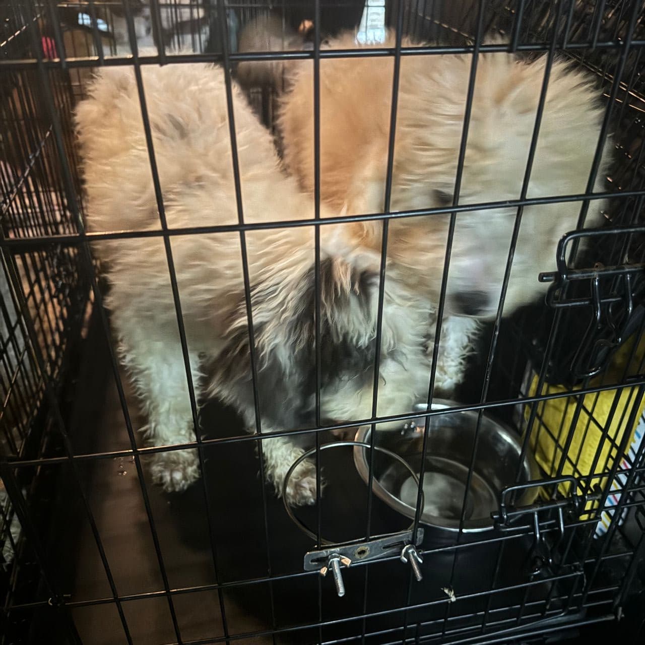 Pet travel photo 4