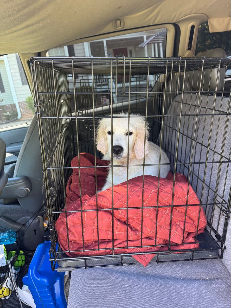 Pet travel photo 2