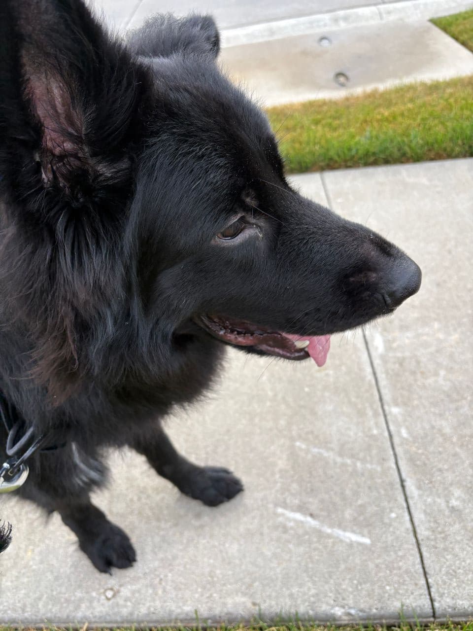 Pet travel photo 2