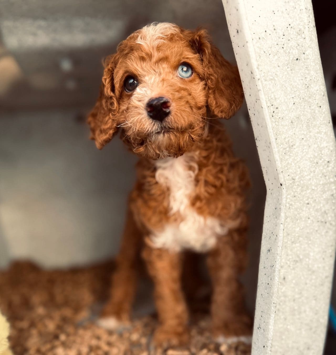 Pet travel photo 2