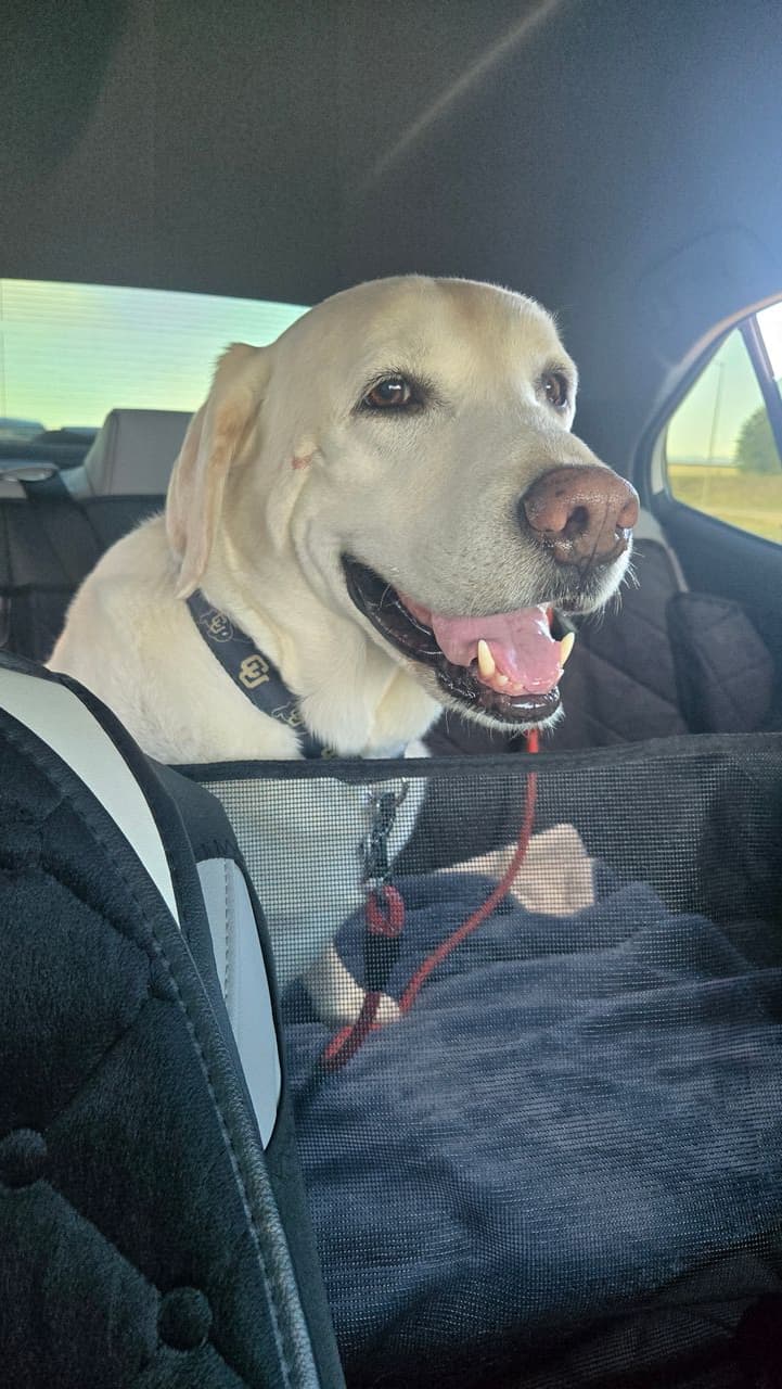 Pet travel photo 4