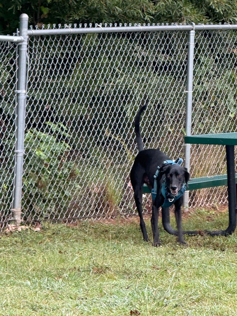 Pet travel photo 3