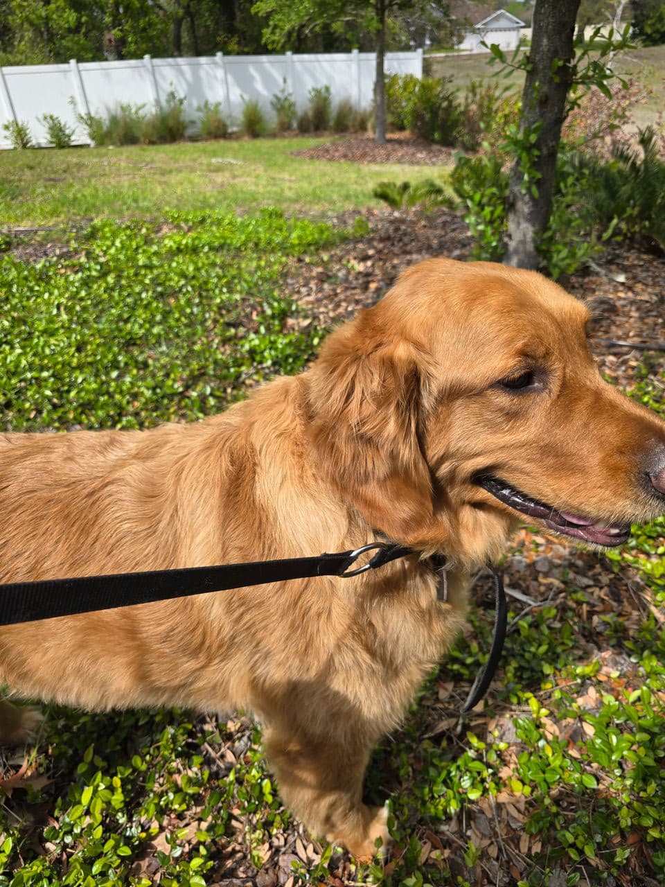 Pet travel photo 2