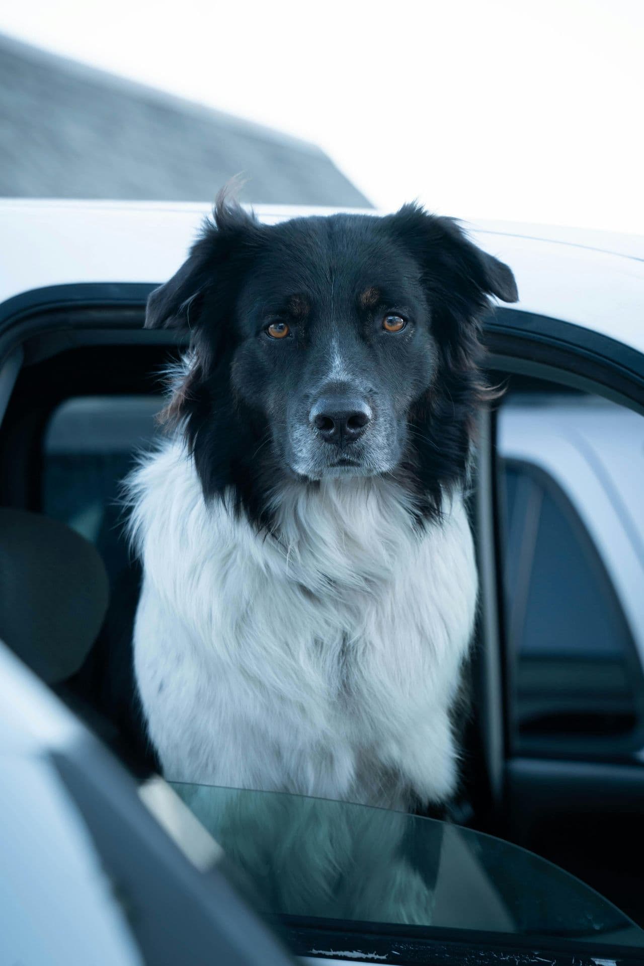 Pet travel photo 2