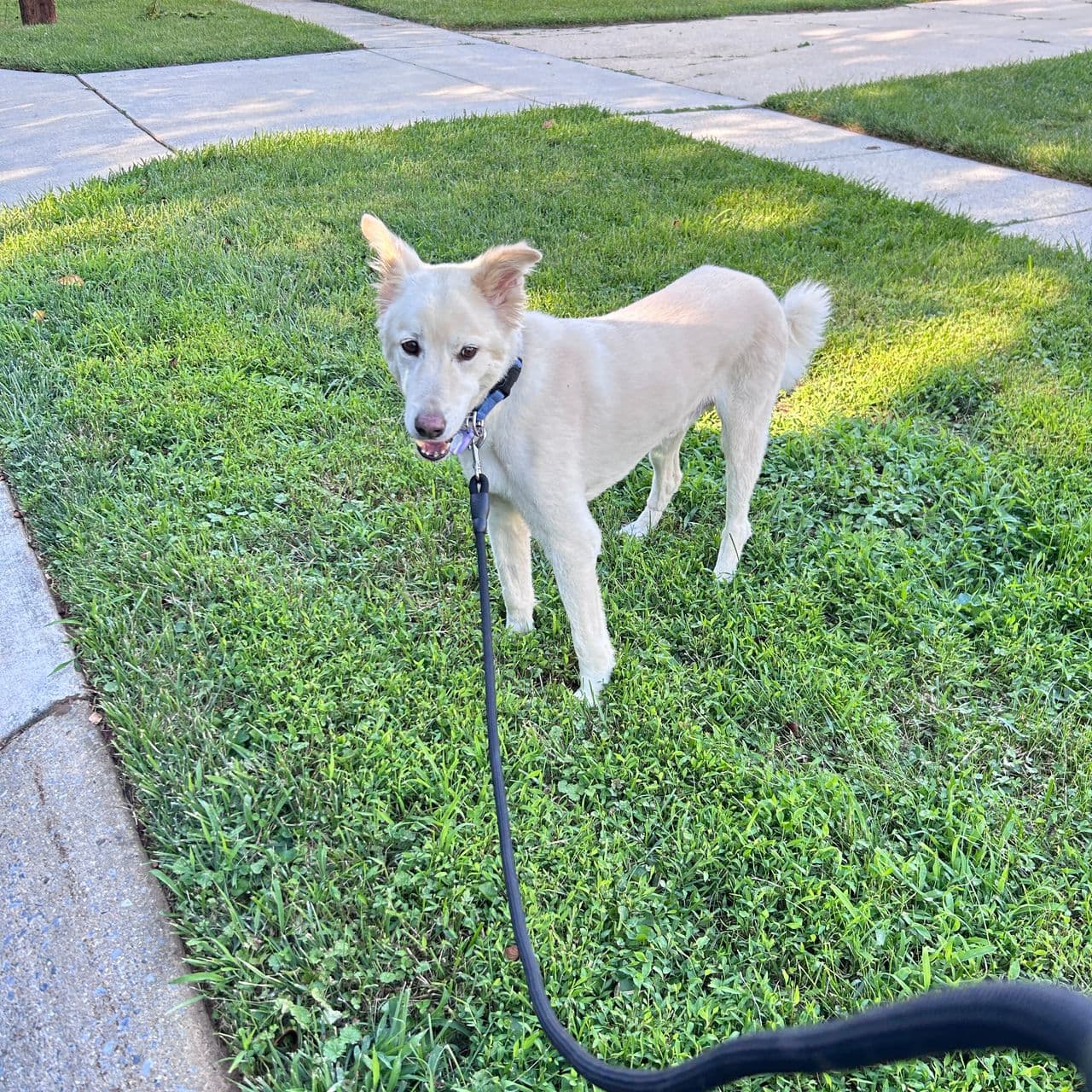 Pet travel photo 1