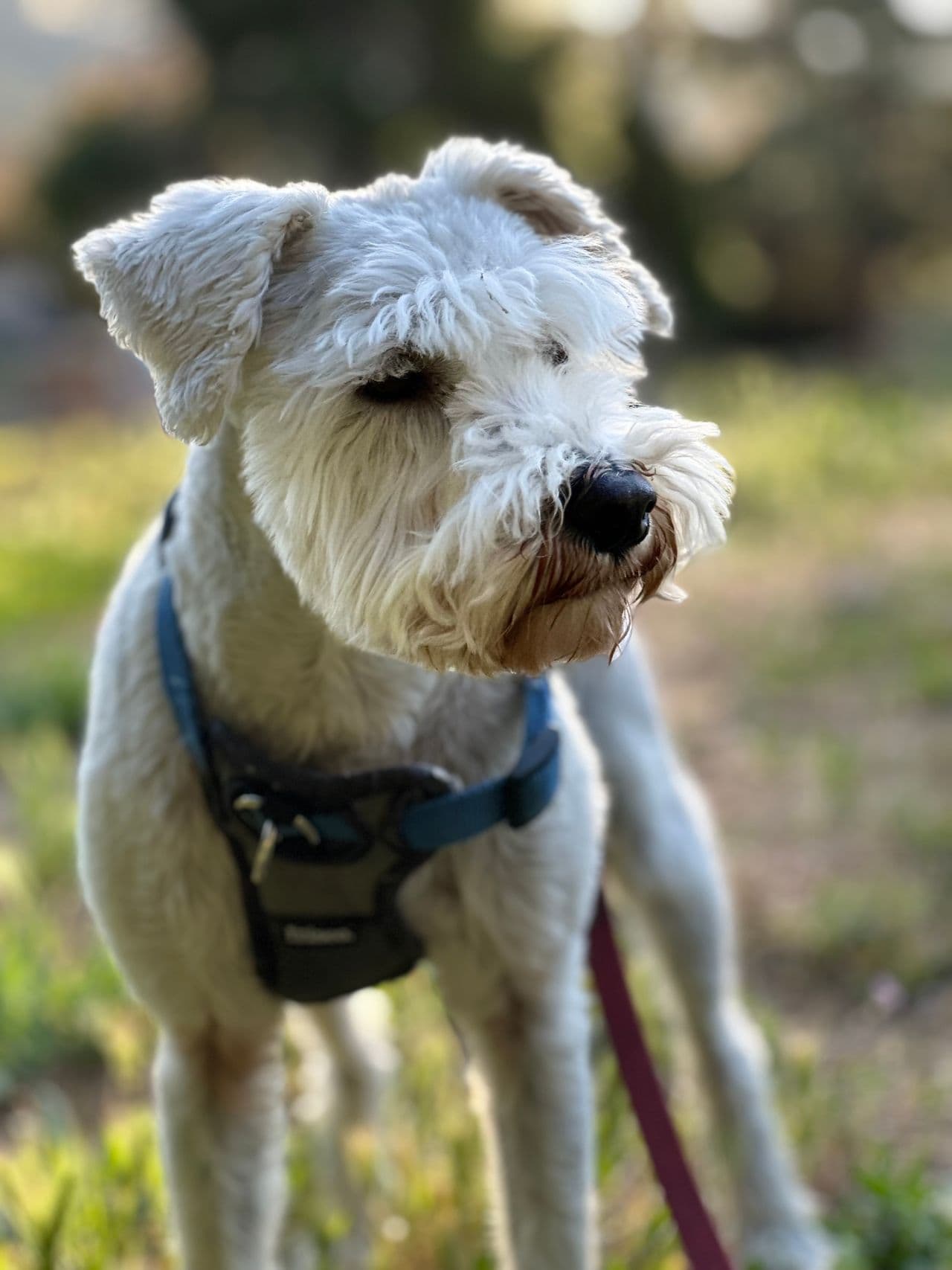Pet travel photo 1