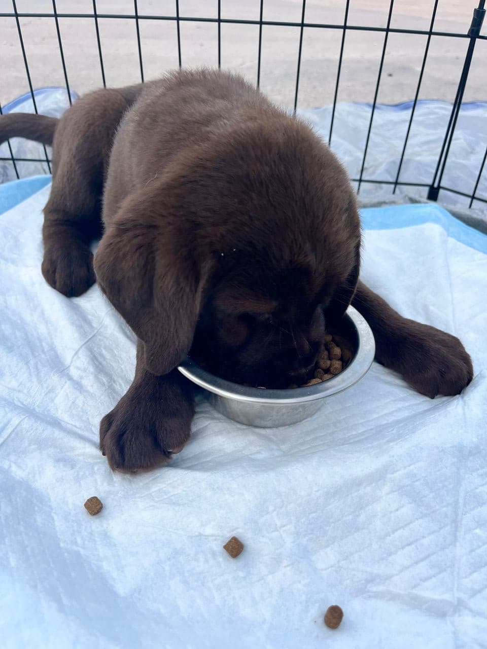 Pet travel photo 1
