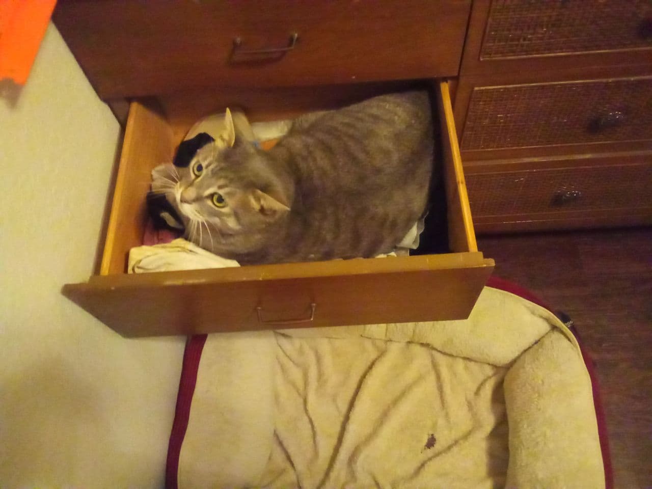 Pet travel photo 5