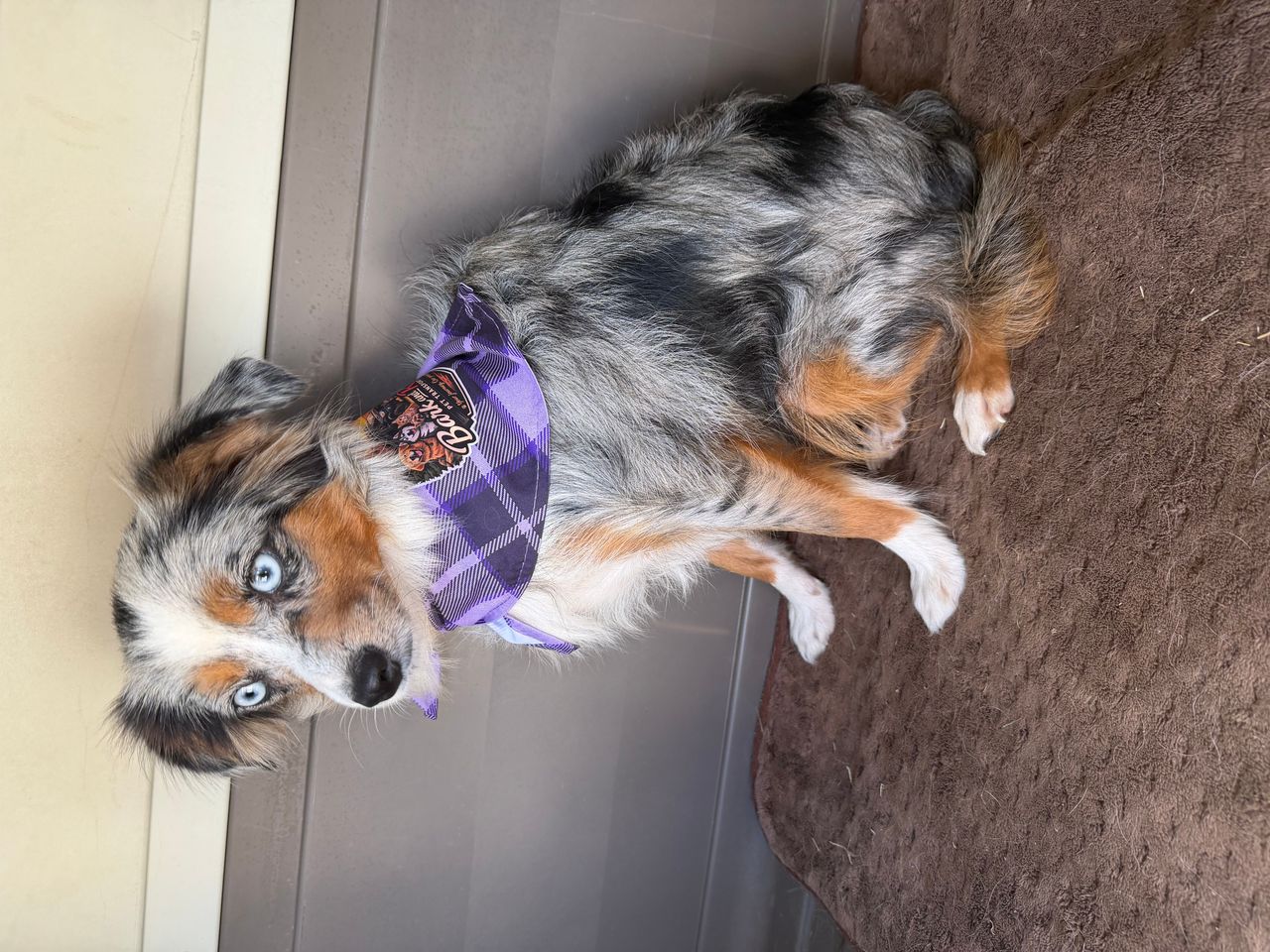 Pet travel photo 1