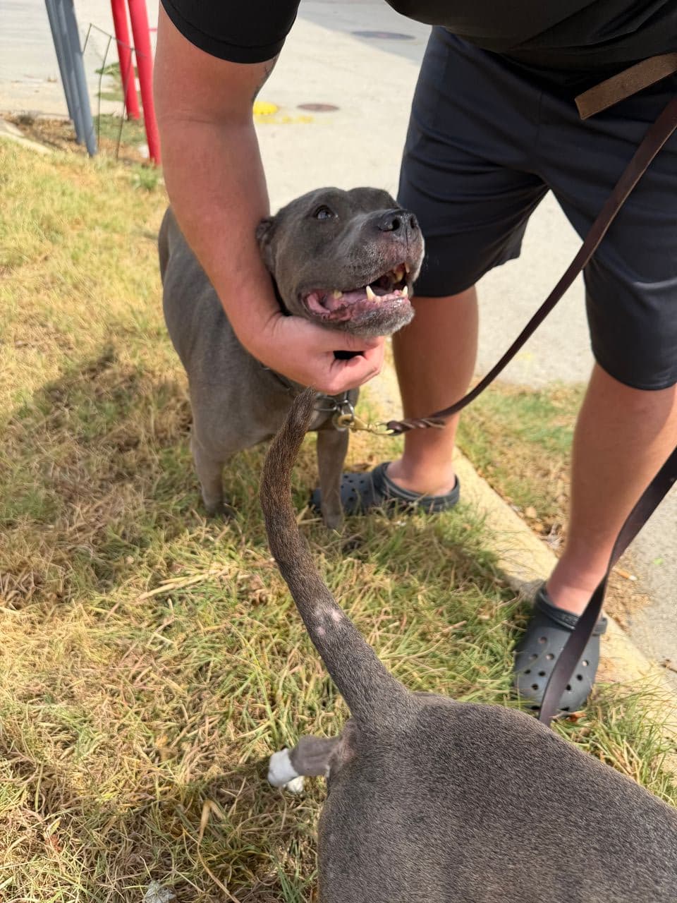 Pet travel photo 3
