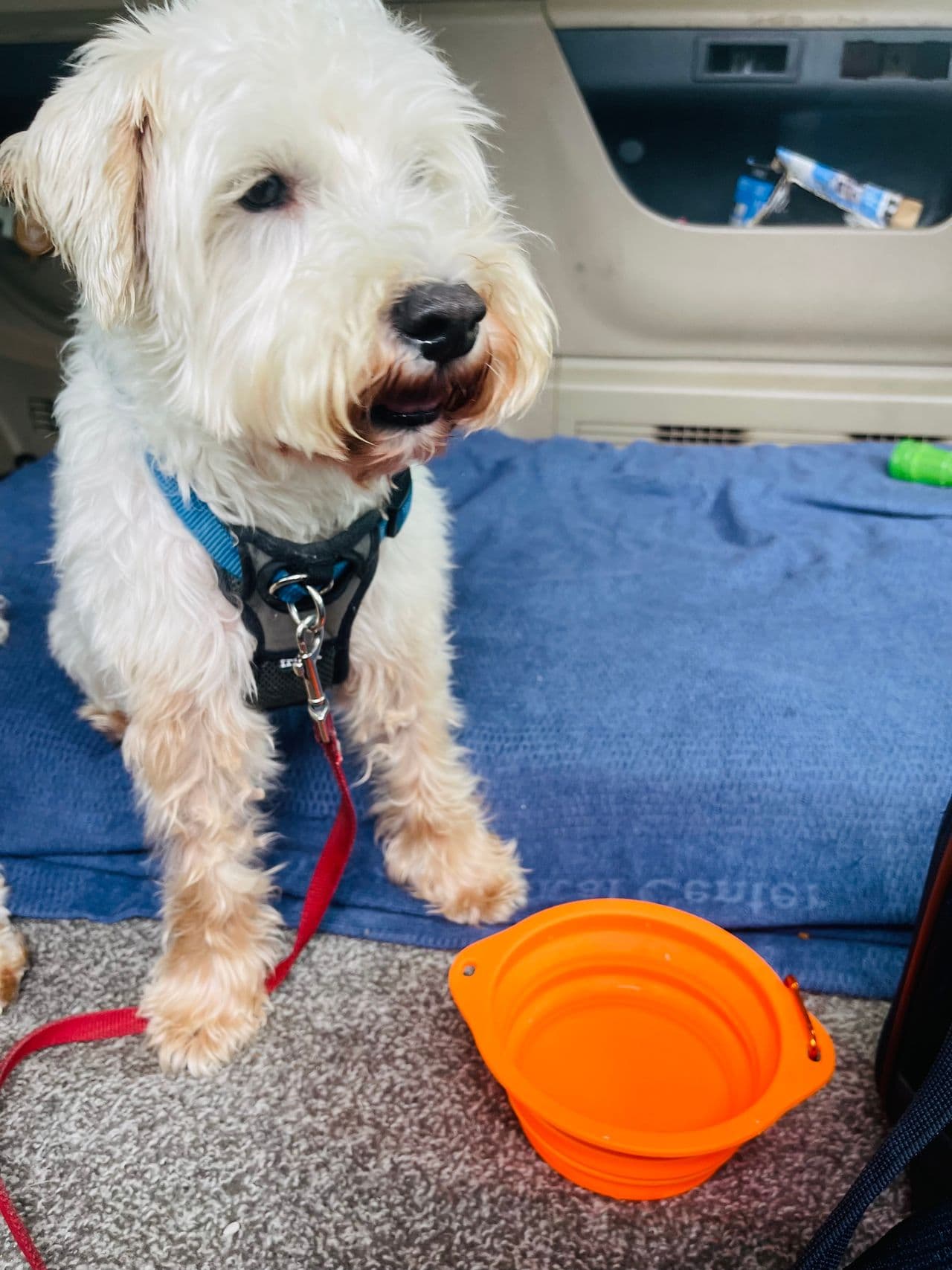 Pet travel photo 4