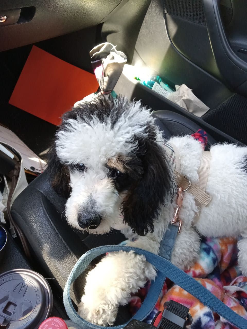 Pet travel photo 4