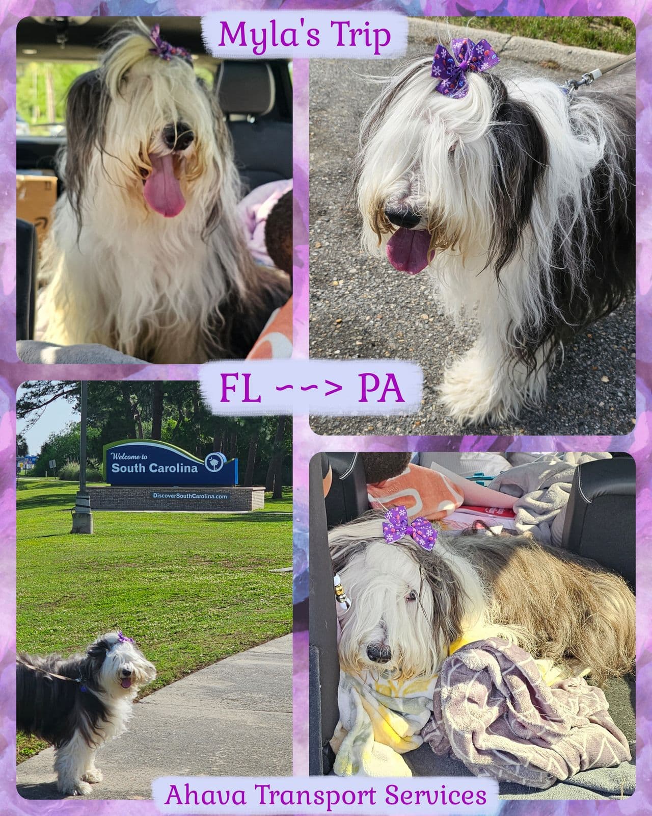 Pet travel photo 2