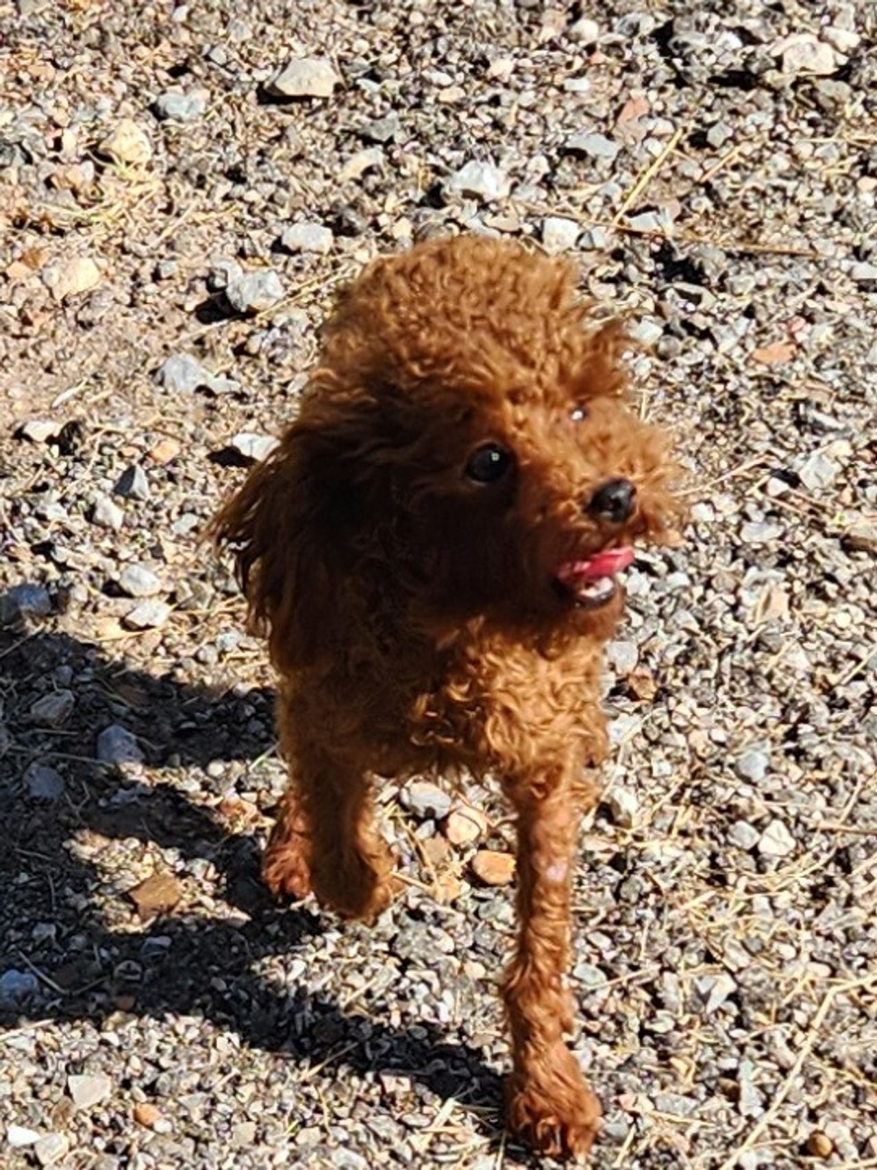 Pet travel photo 3